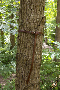 Belt Godfrey - Brown - 130 cm