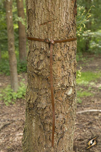 Belt Godfrey - BrownBelt Godfrey - Brown - 170 cm