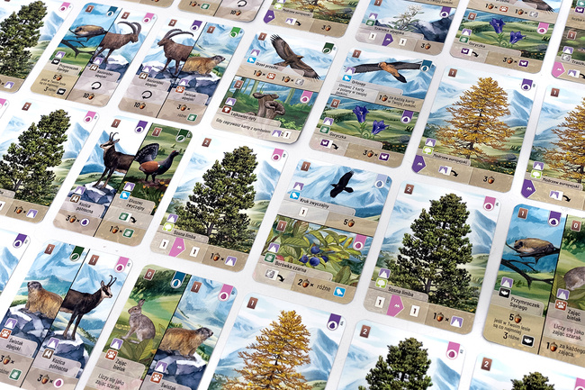 Leśne rozdanie: Alpy